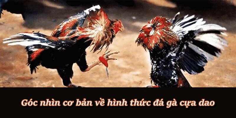 Tìm hiểu khái quát về thể loại đá gà cựa dao